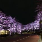 都会のど真ん中　六本木「東京ミッドタウン」でお花見　昼の桜もいいけど、夜桜が格別なんです