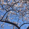 「小さい春見つけた」高崎のプチ旅行で見つけた、小さな春をおすそ分け［雑記］