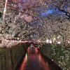 お花見情報「目黒川の桜」 人もすごいが川沿いの幻想的な桜並木は一見の価値アリ！