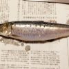 「魚をさばく初級編　築地直送のイワシをさばく」講座に参加！ 生まれて初めて魚をさばいてみた！