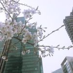 東京六本木「アークヒルズ＆泉ガーデン」付近の桜並木が今年もすごいです　3/30現在の様子