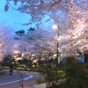 東京ミッドタウン桜並木のお花見情報 今年は富士山のモニュメントが登場 夜には幻想的な演出も！